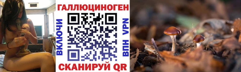 как найти наркотики Урень Галлюциногенные грибы Psilocybine cubensis